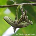 Rollinia mucosa